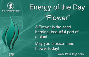 Paul Hoyt Energy of the Day - Flower 2017-05-19
